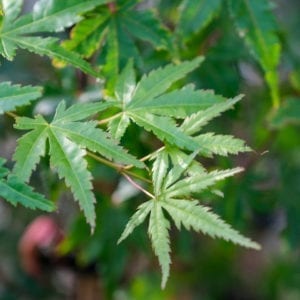 Acer palmatum