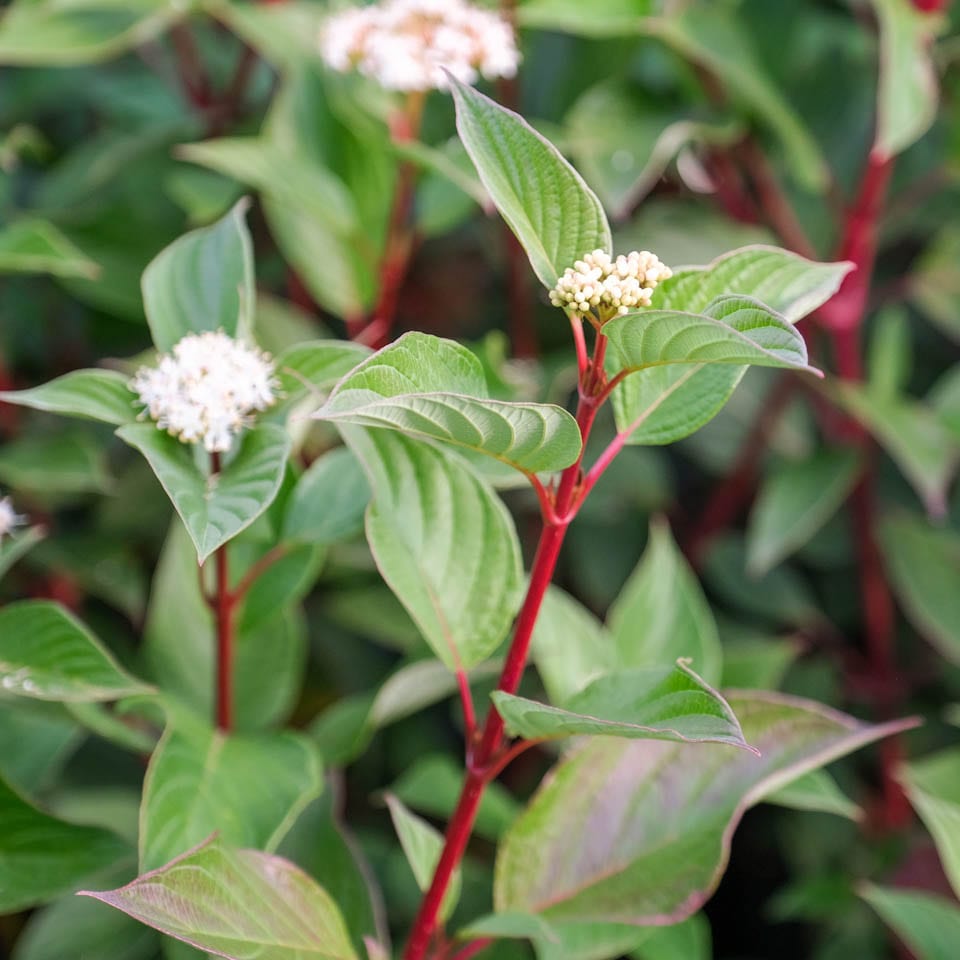 cornus