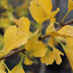 Ginkgo biloba 'Fastigiata'