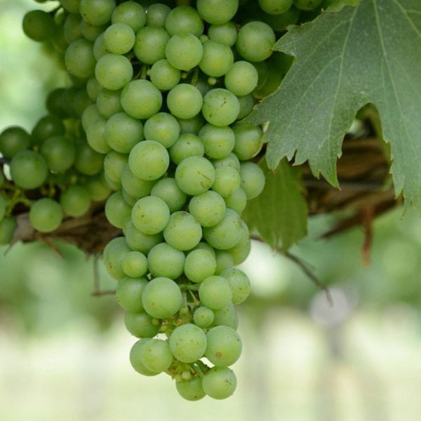 Lakemont Seedless Grape