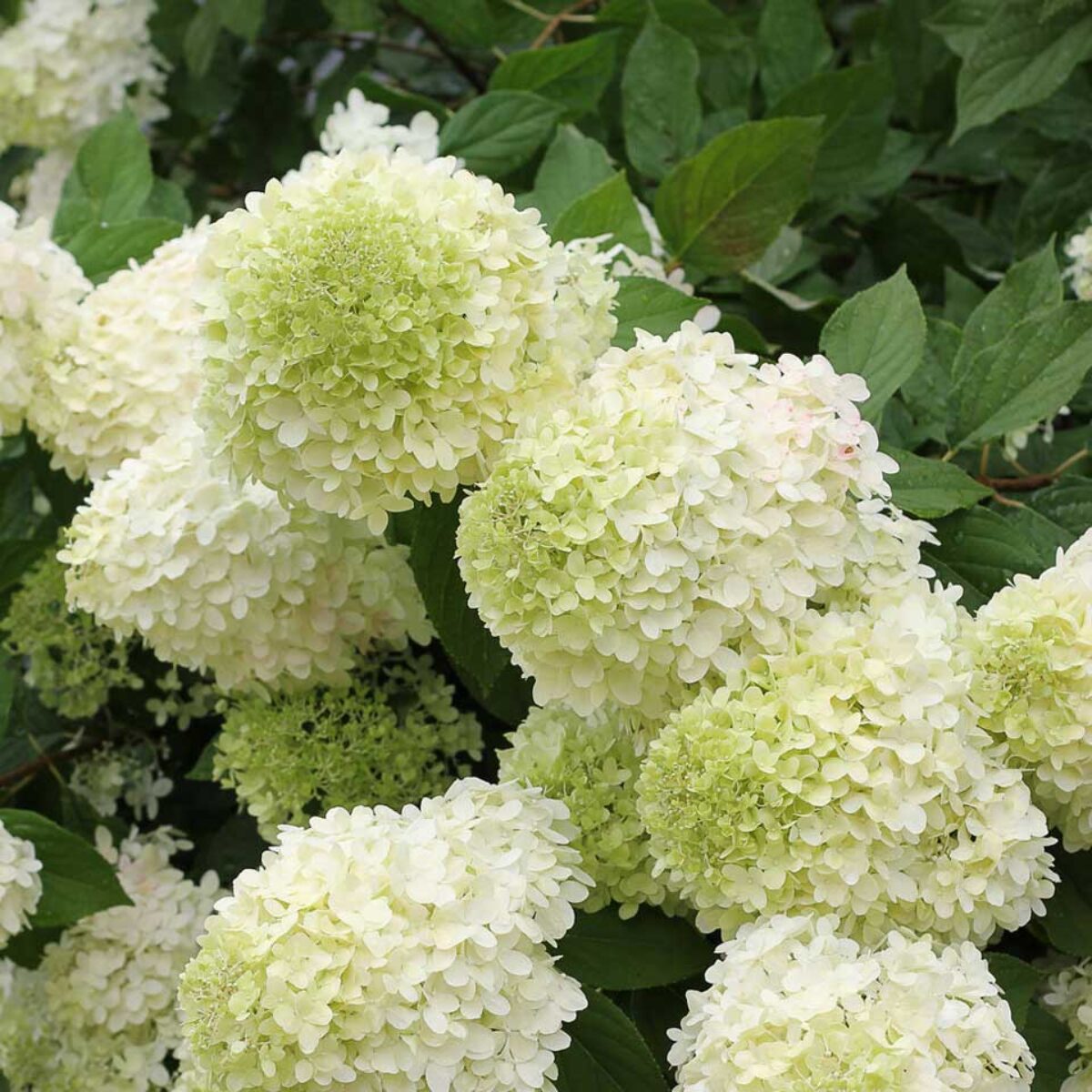 Image of Hydrangea paniculata "Limelight" buy online