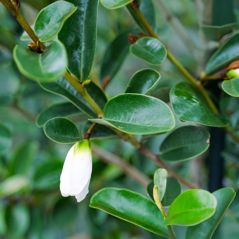 Buy Michelia Yunnanensis Isabella Online Southern Woods Buy Michelia Yunnanensis Isabella Online Southern Woods
