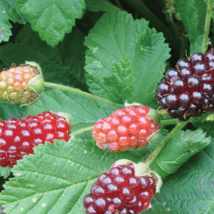 Berryfruit 'Thornless Jewel'™