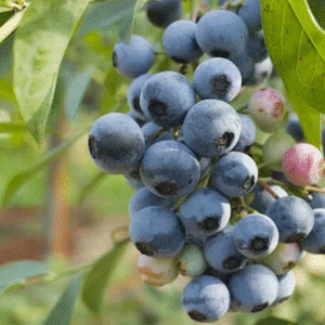 Blueberry 'Duke'