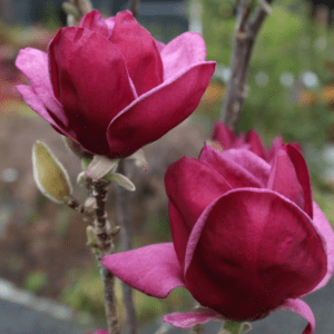 Magnolia 'Red As'