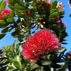 Metrosideros 'Maori Princess'
