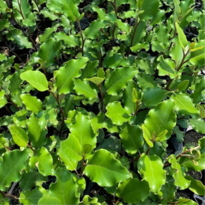 Olearia paniculata 'Kaikoura'