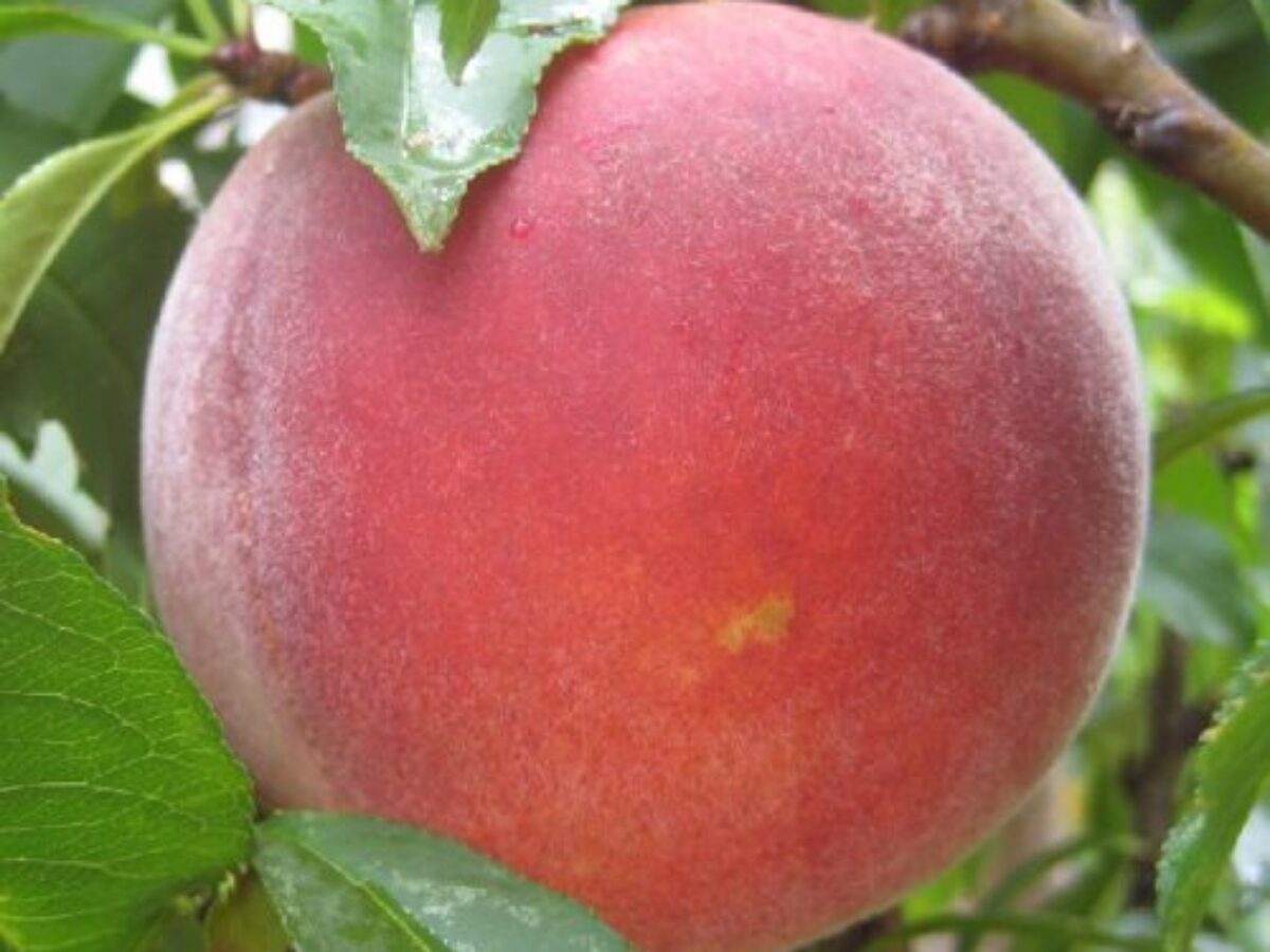 Buy Peach 'Pixzee' Online - Southern Woods