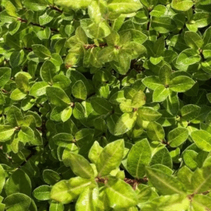Pittosporum 'Golf Ball' - Gold