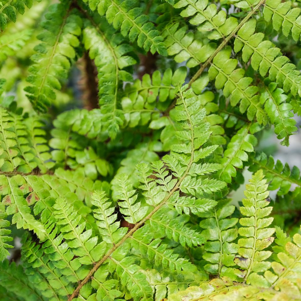 Buy Polystichum Braunii Online Southern Woods