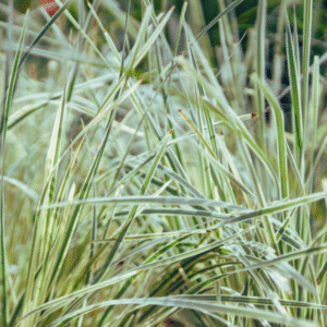 Lomandra 'White Sands'