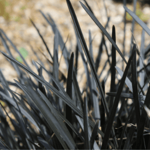 Ophiopogon 'Short Black'