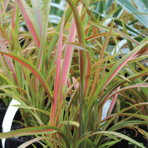 Phormium 'Pixie'