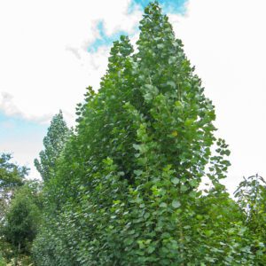 Populus 'Chiba'