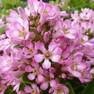 Escallonia 'Pink Elle'