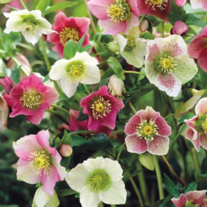 Helleborus orientalis