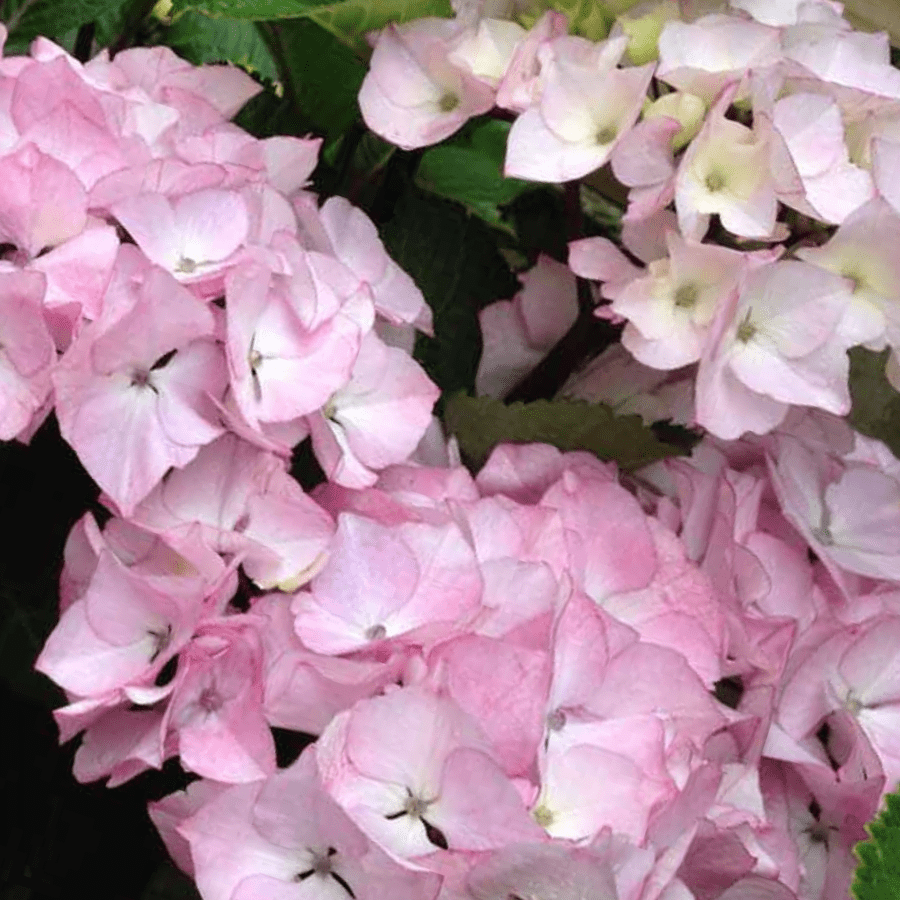 Pink Rodeo Hydrangea Buy Hydrangea 'Pink Maiden' Online - Southern Woods
