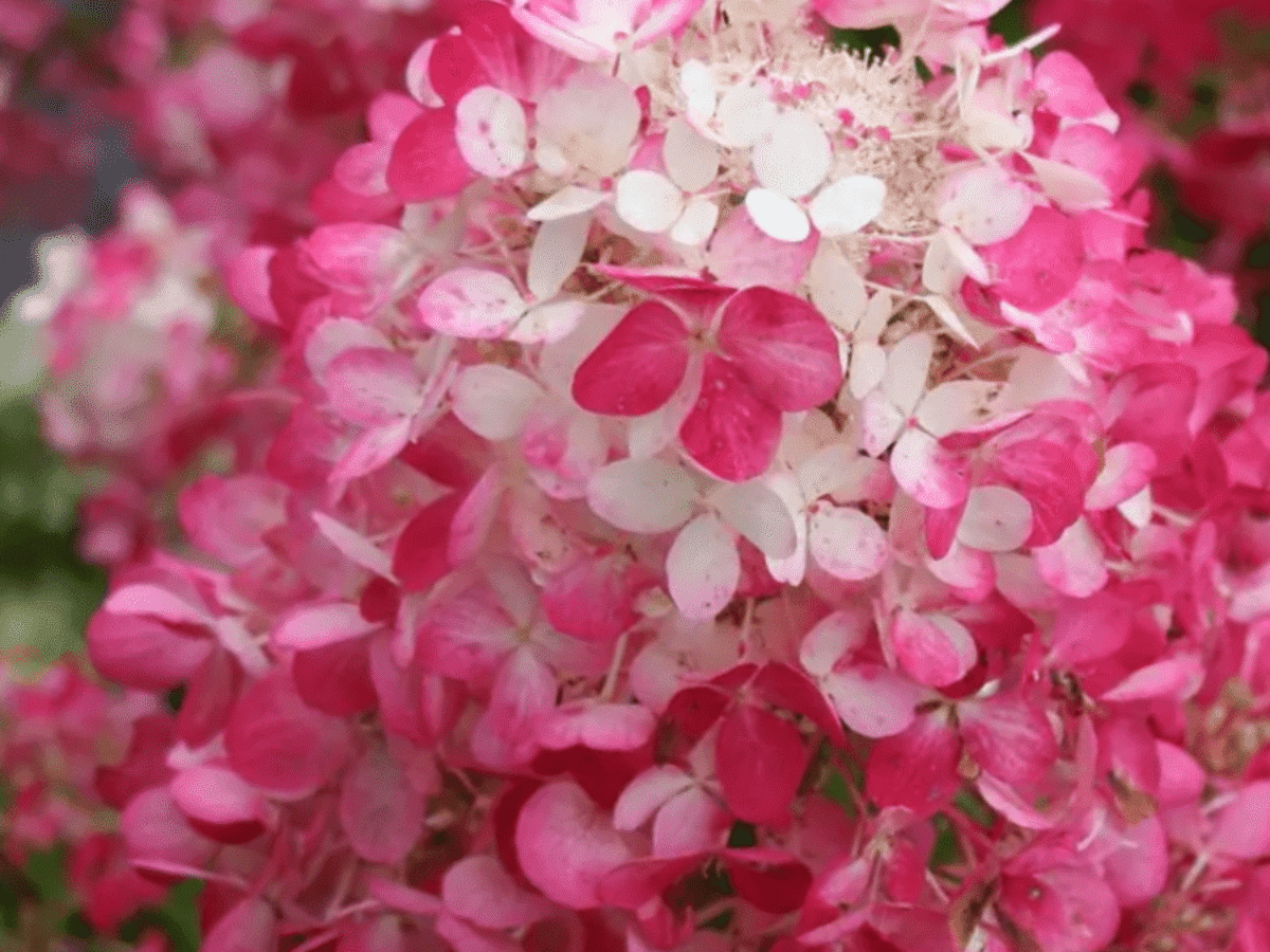 Hydrangea-Diamond-Rouge-