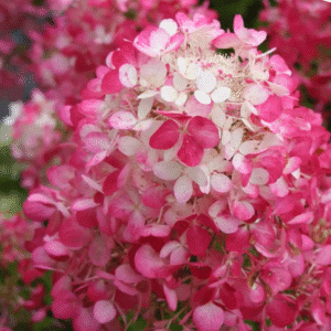 Hydrangea 'Diamond Rouge'