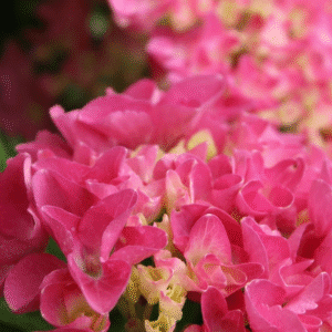 Hydrangea 'Paris'