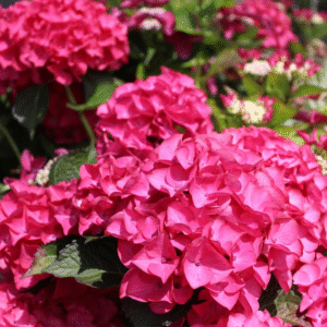 Hydrangea 'Red Dawn'