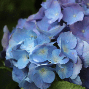 Hydrangea 'Renate Steniger'