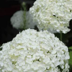 Hydrangea 'Snowball'