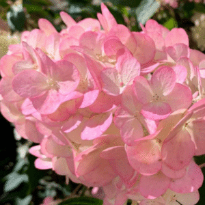 Hydrangea 'Sundae Fraise'