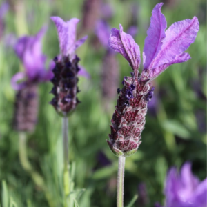 Lavandula pedunculata 'Sensation Blue'
