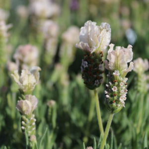 Lavandula pedunculata 'Sensation White'