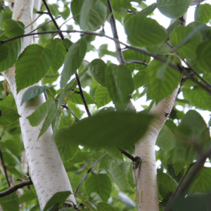 Betula utilis 'White Spire'