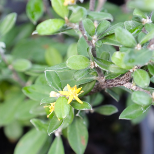 Corokia 'Clover'