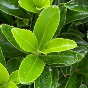 Euonymus fortunei 'Emerald Gem'