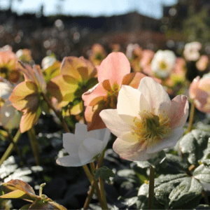 Helleborus 'Ivory Prince'