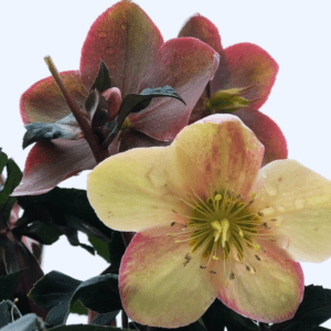 Helleborus 'Marlon'