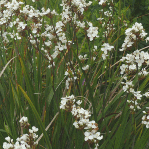 Libertia formosa
