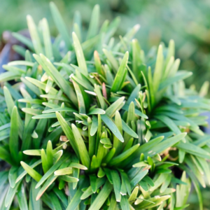 Ophiopogon japonicus 'Kyoto'