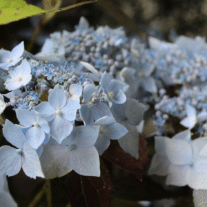 Hydrangea 'Blue Wave'