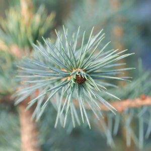 Picea mexicana