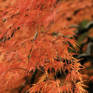 Acer palmatum var. dissectum 'Orangeola'