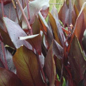 Canna 'Tropicanna Black'