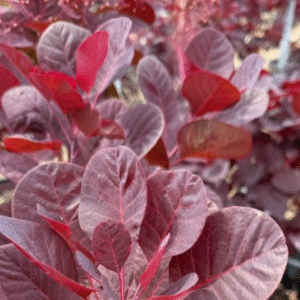 Cotinus coggygria 'Grace'