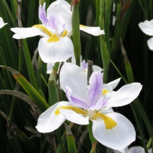 Dietes grandiflora