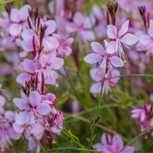 Gaura 'Pink Bouquet'