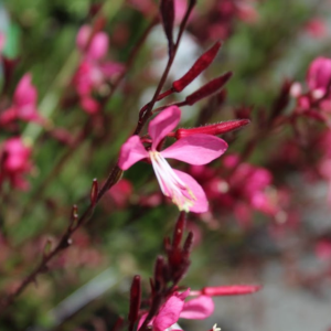 Gaura lindheimeri 'Ballerina Rose'