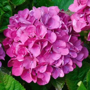 Hydrangea 'Merveille Sanguine'