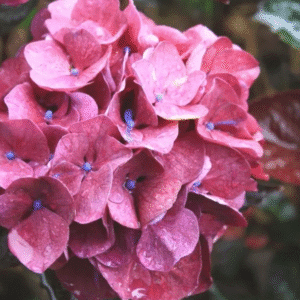 Hydrangea 'Merveille Sanguine'