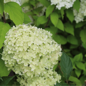 Hydrangea arborescens 'Annabelle'