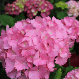 Hydrangea macrophylla 'Venice'