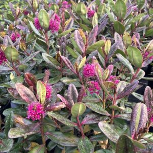 Hebe speciosa 'Flame'